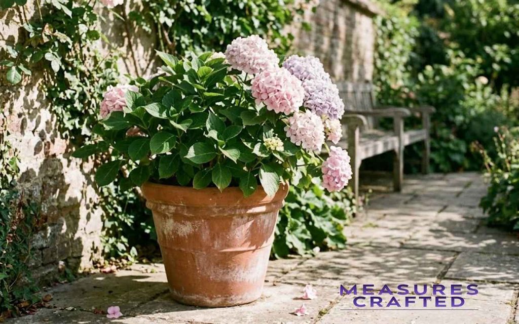A blush-pink hydrangea in a terracotta pot sits on a sunlit limestone patio by a stone wall.